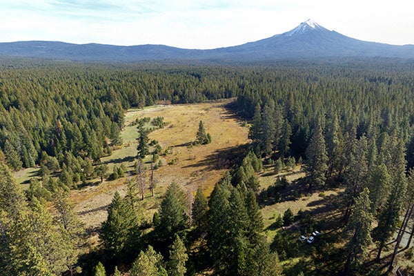 A landscape view of a forest and mountain.