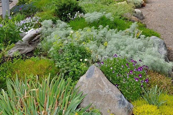 A beautiful group of water efficient plants