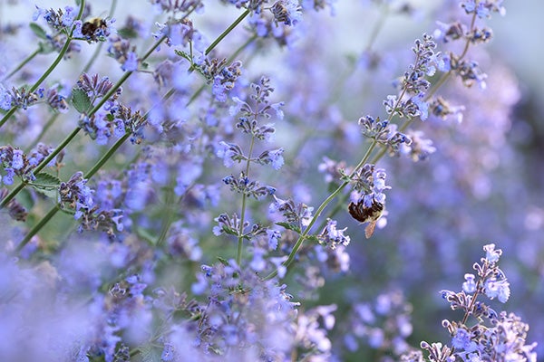 Purple cat mint plant with a bee on it.