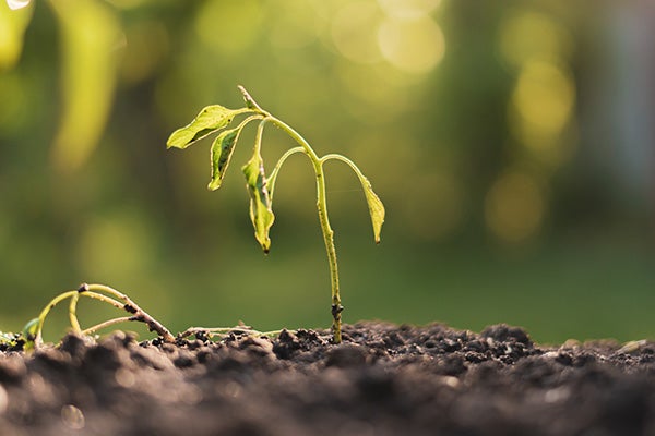 A dying plant