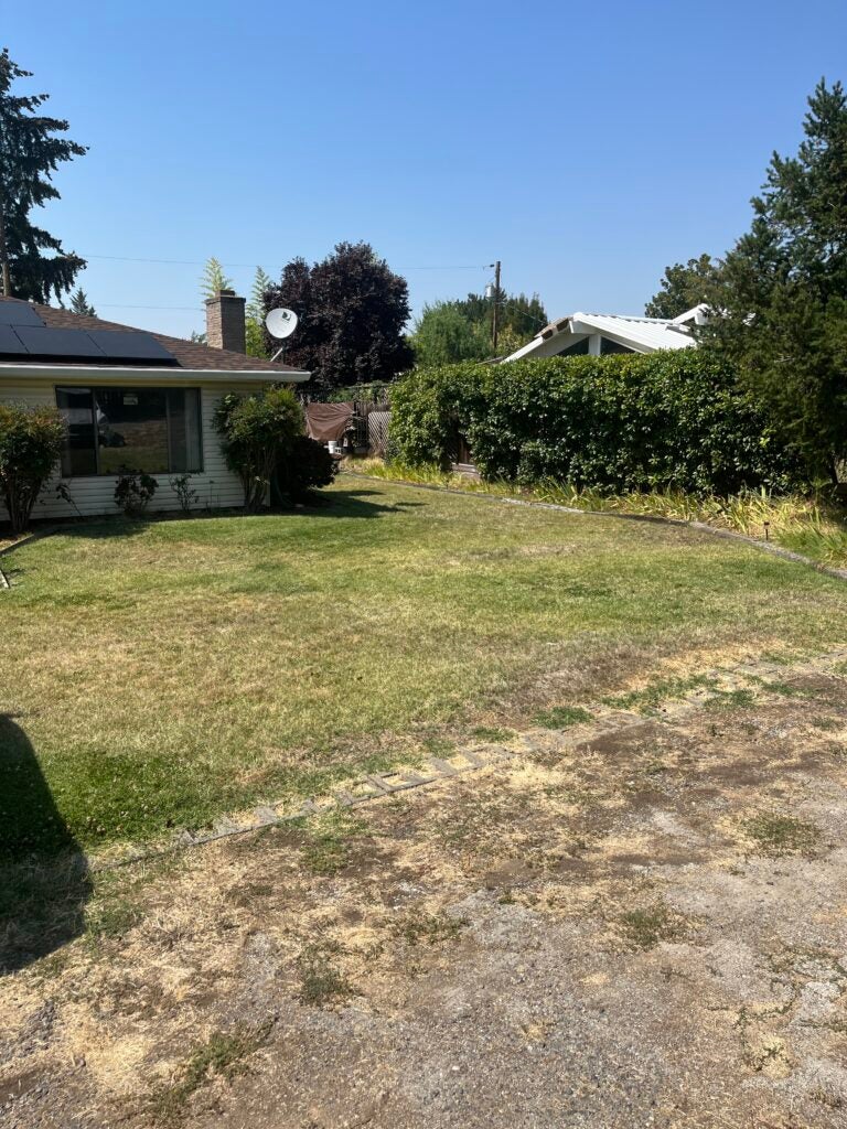 Before Lawn Replacement